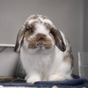 Alfie -  Holland Lop Rabbit for Adoption in Kennesaw, Georgia - Alfie | PetCurious