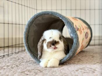 Van Gogh -  Lop Eared Rabbit for Adoption in Wekiwa Springs, Florida - Van Gogh | PetCurious