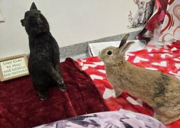 Dwarf Rabbits Available for Adoption - Cyclone | PetCurious