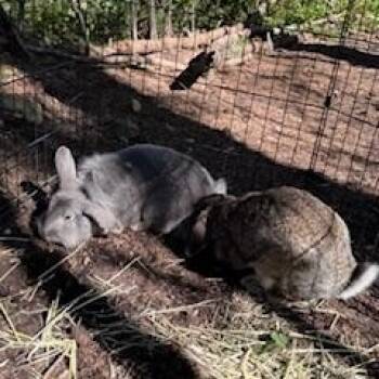American Rabbits Available for Adoption in Gig Harbor, Washington - Thumper, Theo, James, Lily | PetCurious