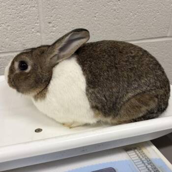 CHIZMO -  Dutch Rabbit for Adoption in Derwood, Maryland - CHIZMO | PetCurious