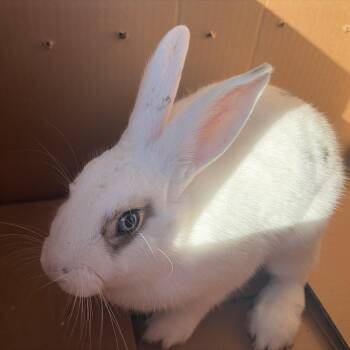 Cloverdale -  Bunny Rabbit Rabbit for Adoption in Modesto, California - Cloverdale | PetCurious
