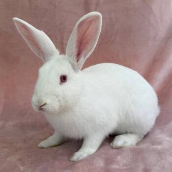 Rescue Bunny Rabbit Rabbits for Adoption in Camarillo, California - ASPEN | PetCurious