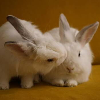Lionhead Rabbits Available for Adoption - Slochi | PetCurious