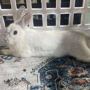 Winter -  American Rabbit for Adoption in Winston-salem, North Carolina - Winter | PetCurious
