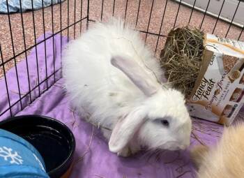 Angora Rabbit Rabbits Available for Adoption in Stratham, New Hampshire - Flopsy (companion To Sarah) | PetCurious