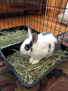 Hoyte -  Hotot Rabbit for Adoption in Los Angeles, California - Hoyte | PetCurious