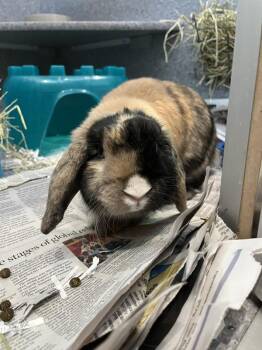 Lop Eared Rabbits Available for Adoption in Winnipeg, Manitoba - Bugs | PetCurious