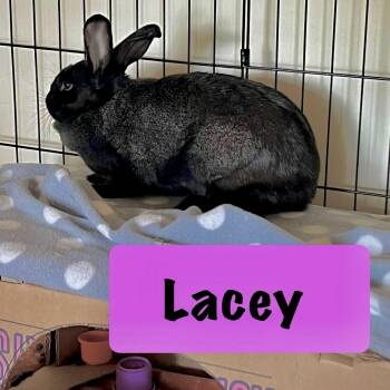 Rescue Havana Rabbits for Adoption in Huntsville, Alabama - Lacey | PetCurious