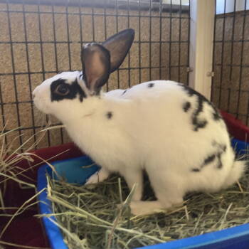 Rescue Bunny Rabbit Rabbits for Adoption in Burlingame, California - Zues | PetCurious