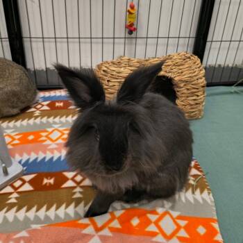 Rescue Lionhead Rabbits for Adoption in Warwick, Rhode Island - Blackberry | PetCurious