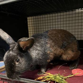 Goosebumps -  Silver Fox Rabbit for Adoption in York, Pennsylvania - Goosebumps | PetCurious