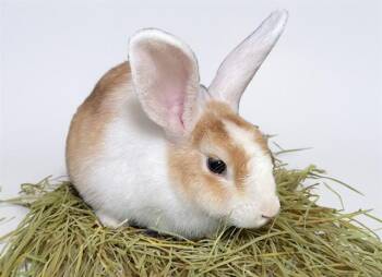 STAR -  Bunny Rabbit Rabbit for Adoption in Fort Lauderdale, Florida - STAR | PetCurious