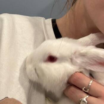 Honeynut -  Bunny Rabbit Rabbit Available for Adoption in Puslinch, Ontario - Honeynut | PetCurious