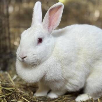 New Zealand Rabbits Available for Adoption - Winter | PetCurious