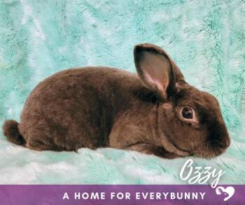 Rex Rabbits Available for Adoption in Ankeny, Iowa - Ozzy | PetCurious