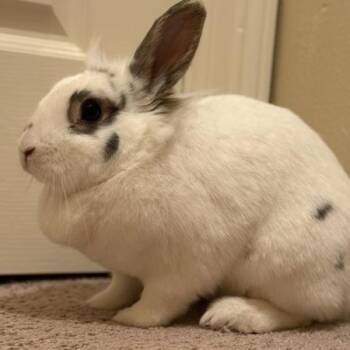 Lionhead and English Spot Rabbits Available for Adoption - Peaches | PetCurious