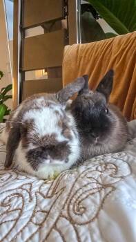 Chalk & Surraya -  Netherland Dwarf and Holland Lop Rabbit for Adoption in Los Angeles, California - Chalk & Surraya | PetCurious