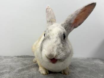 Twizzler -  Bunny Rabbit Rabbit for Adoption in Westford, Massachusetts - Twizzler | PetCurious