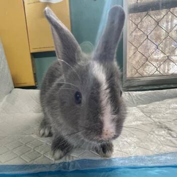 IVHS-Stray-142362 -  American Rabbit for Adoption in San Gabriel, California - IVHS-Stray-142362 | PetCurious