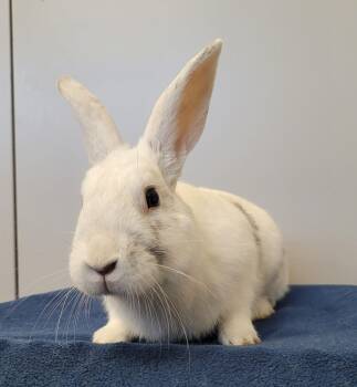 Vagabond -  Bunny Rabbit Rabbit for Adoption in Delson, Quebec - Vagabond | PetCurious
