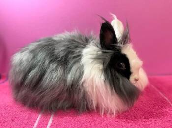 Angora Rabbit Rabbits Available for Adoption in Saint Charles, Missouri - Opulence  | PetCurious