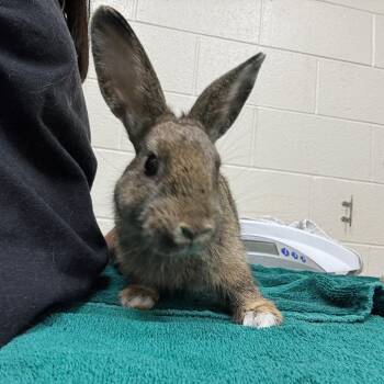 Junior -  Bunny Rabbit Rabbit for Adoption in Murray, Utah - Junior | PetCurious