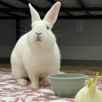 Bunny Rabbit Rabbits Available for Adoption in Livermore, California - Opalite | PetCurious