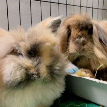 Rescue Lionhead Rabbits for Adoption in Mill Valley, California - Miss Demeanor / Darina | PetCurious