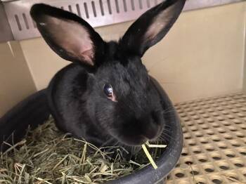 New Zealand Rabbits Available for Adoption - Breanna | PetCurious