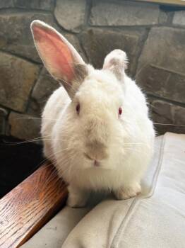 Miso -  Californian Rabbit for Adoption in Westford, Massachusetts - Miso | PetCurious