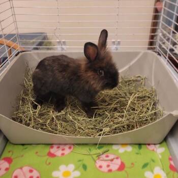 Lou Lou -  Lionhead Rabbit for Adoption in Miami, Florida - Lou Lou | PetCurious