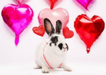 Dwarf Rabbits Available for Adoption - Amalia | PetCurious