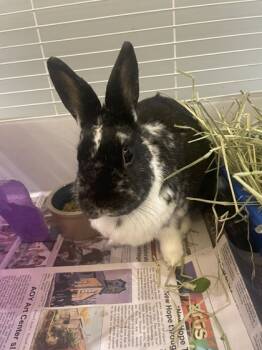 Rescue American and Bunny Rabbit Rabbits for Adoption in Quakertown, Pennsylvania - Mr. Pickles | PetCurious