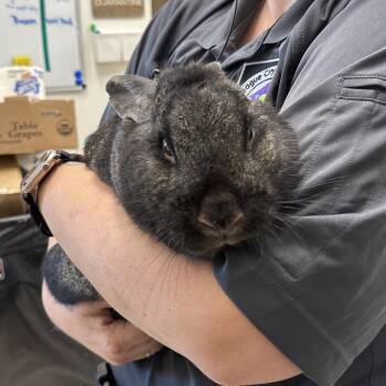 Michael Myers -  Rex Rabbit for Adoption in League City, Texas - Michael Myers | PetCurious