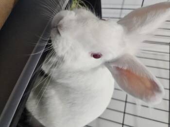 Rescue Lionhead and American Rabbits for Adoption in Sauk Village, Illinois - Jane (Goodall) | PetCurious