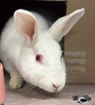 American Rabbits Available for Adoption in Oakland, California - Tasha | PetCurious