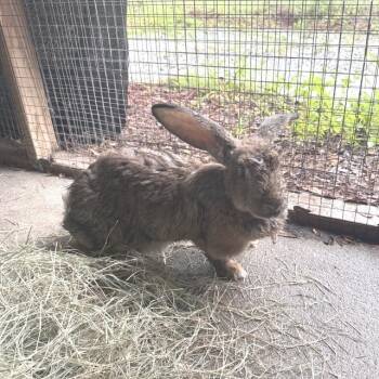 Grahams -  American Rabbit for Adoption in Freeport, Florida - Grahams | PetCurious