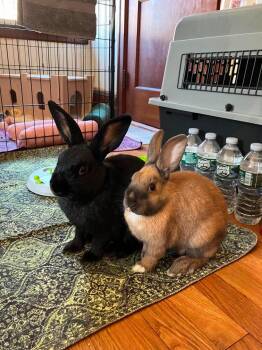 Silas (bonded with Fia) -  Bunny Rabbit Rabbit for Adoption in Westbrook, Maine - Silas (bonded With Fia) | PetCurious
