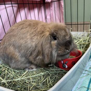 Tashi -  Holland Lop and Lionhead Rabbit for Adoption in Bedford, New Hampshire - Tashi | PetCurious