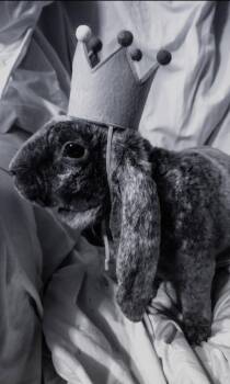 Velveteen English Lop (Name is a secret) -  English Lop Rabbit for Adoption in Logan, Utah - Velveteen English Lop (Name Is A Secret) | PetCurious