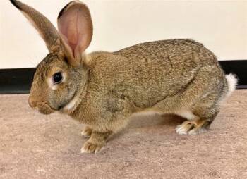 Rescue Flemish Giant Rabbits for Adoption in Brentwood, Missouri - TILLY | PetCurious