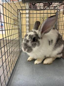 Bunny Rabbit Rabbits Available for Adoption - HANK | PetCurious