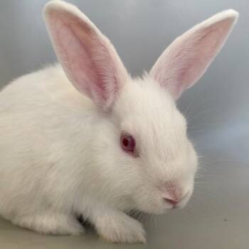Chloe -  American Rabbit for Adoption in Taylorsville, Utah - Chloe | PetCurious