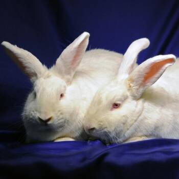 New Zealand and Rabbit Domesticmix Rabbits Available for Adoption in Erie, Colorado - Sally With Schroeder | PetCurious