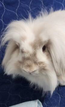 Rescue Lionhead and Lop Eared Rabbits for Adoption in Navarre, Florida - Cheeto | PetCurious