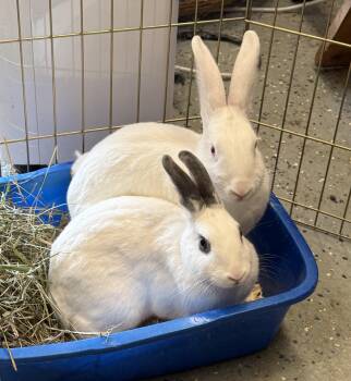 Rescue American Rabbits for Adoption in North Salem, New York - Shrek & Fiona | PetCurious