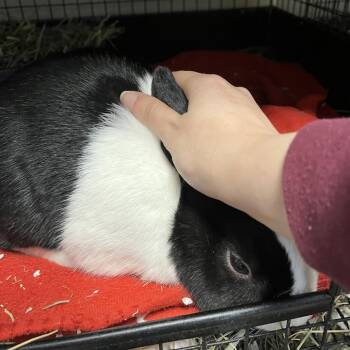 Mr. Willow -  Dutch Rabbit for Adoption in York, Pennsylvania - Mr. Willow | PetCurious