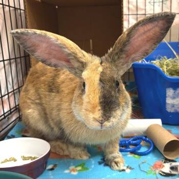 Dash -  Harlequin Rabbit for Adoption in Oshkosh, Wisconsin - Dash | PetCurious