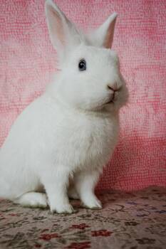 Taco -  Lionhead Rabbit for Adoption in Long Beach, California - Taco | PetCurious